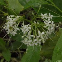 Pavetta indica L.